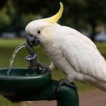 Cockatoos Outsmart Sydney: Clever Birds Now Work Drinking Fountains Like Pros